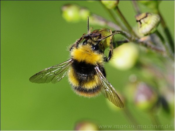 hummel2.jpg