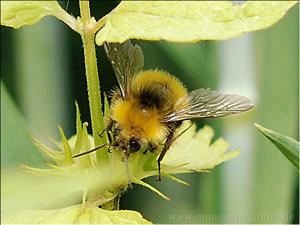 hummel20.jpg