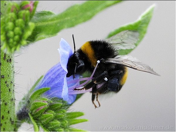 hummel21.jpg