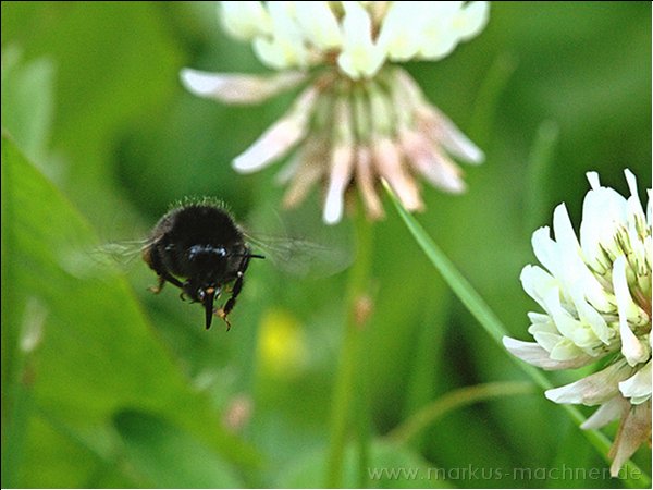 hummel23.jpg