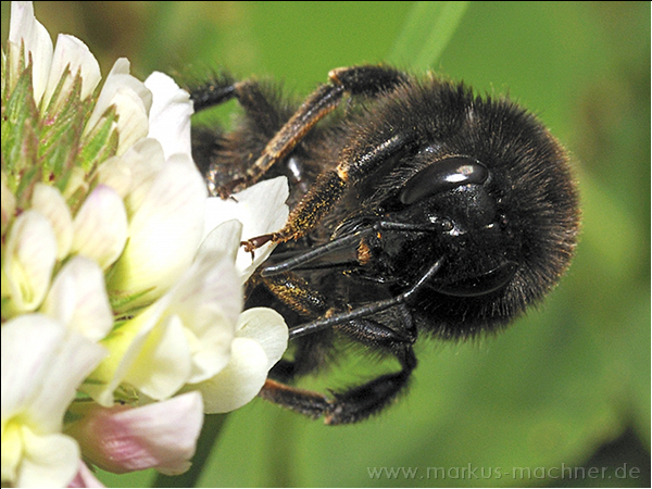hummel26.jpg
