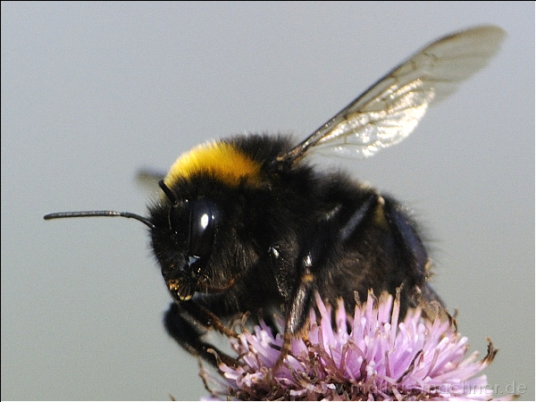 hummel28.jpg