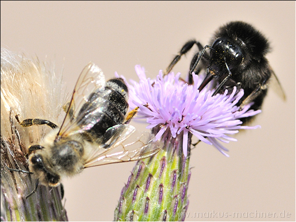hummel29.jpg