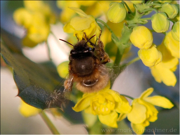 hummel3.jpg