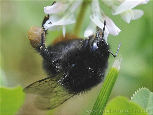 hummel30.jpg