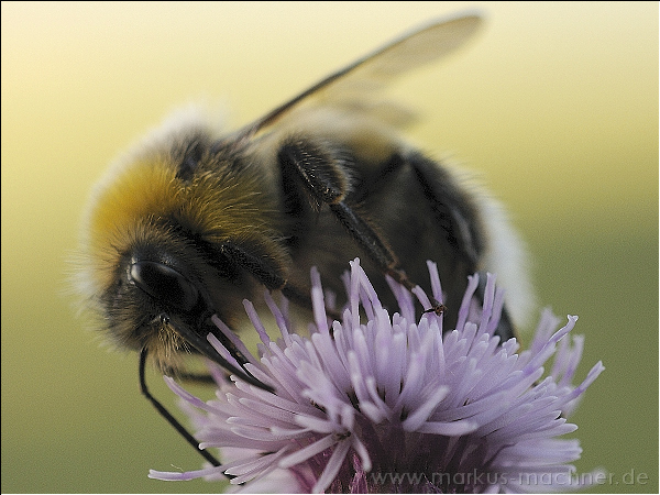 hummel31.jpg