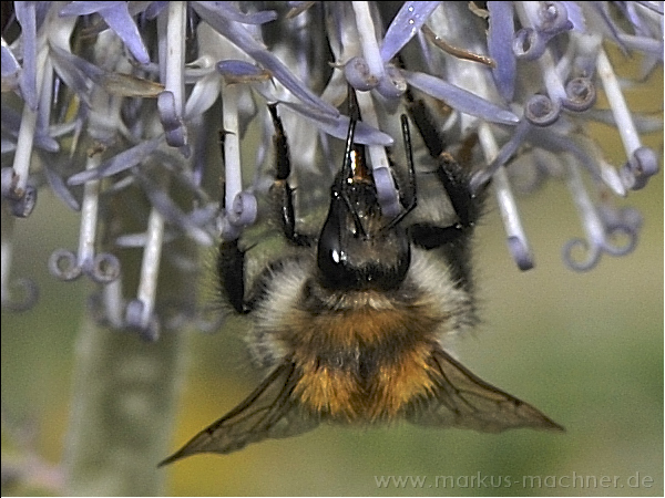 hummel32.jpg