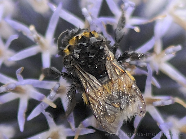 hummel33.jpg