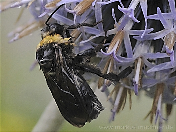 hummel34.jpg