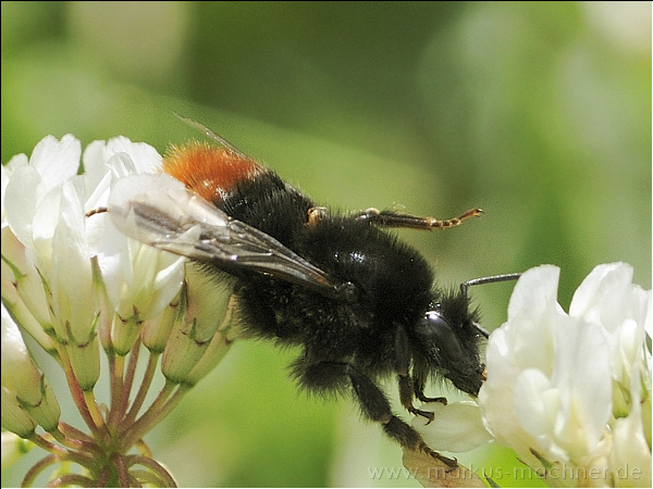 hummel35.jpg