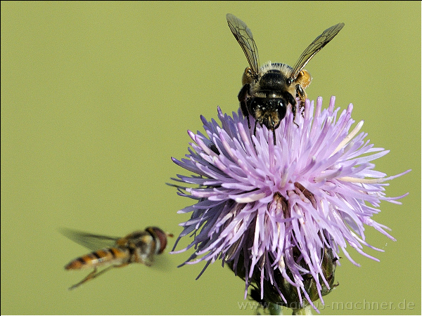 hummel36.jpg