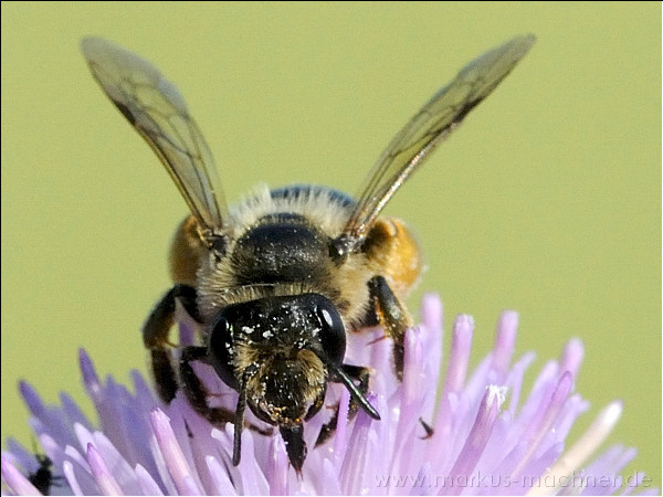 hummel37.jpg