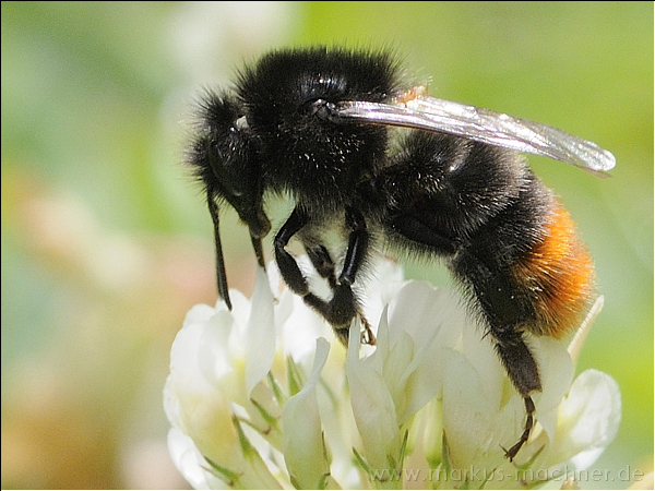 hummel38.jpg