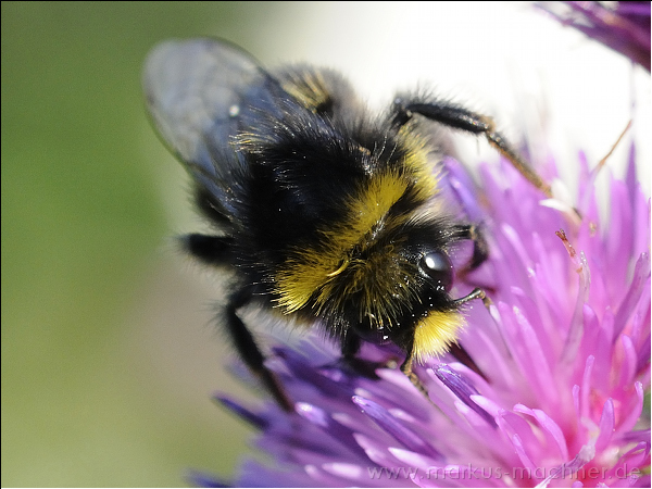 hummel39.jpg