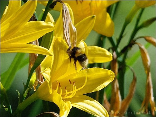 hummel4.jpg