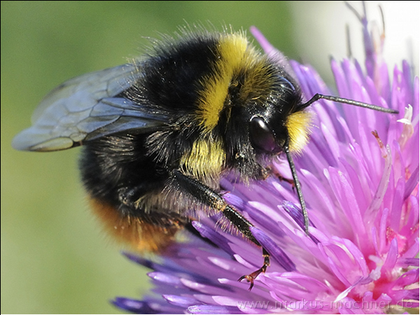 hummel40.jpg