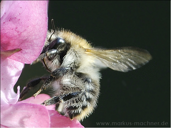 hummel41.jpg