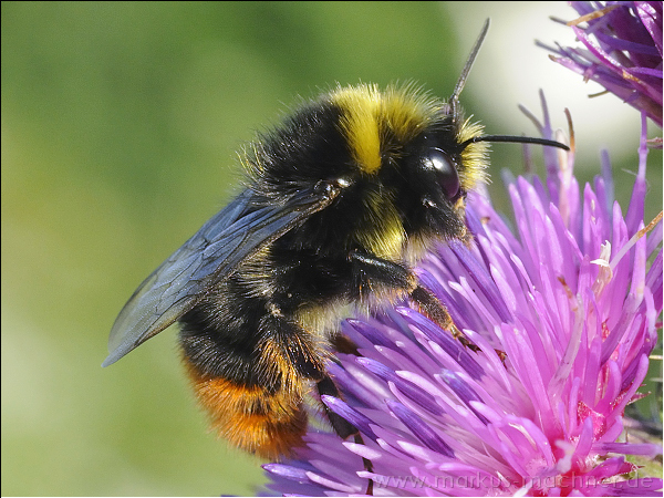 hummel42.jpg