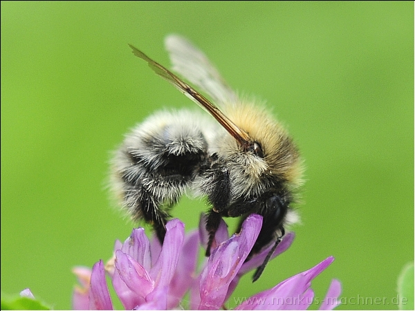 hummel43.jpg