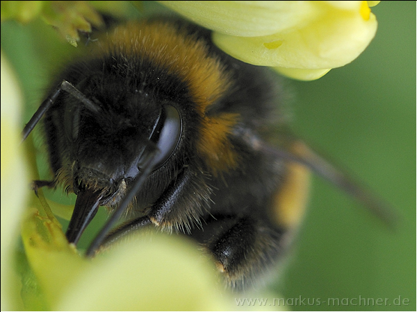 hummel44.jpg