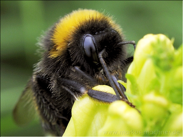 hummel45.jpg
