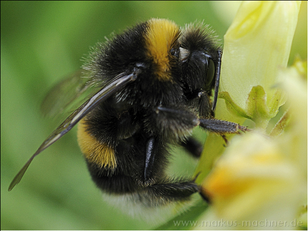 hummel46.jpg