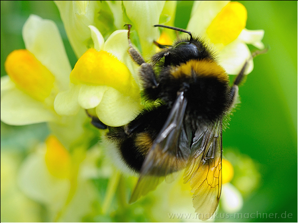 hummel47.jpg