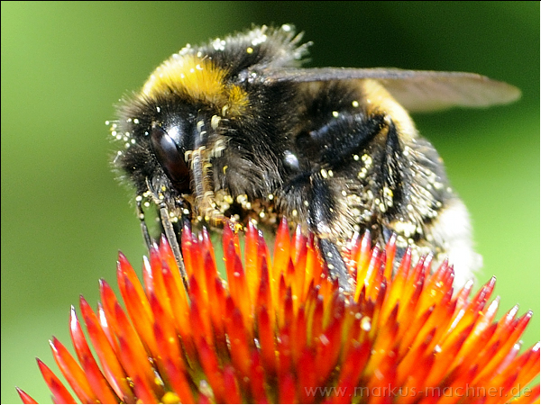hummel48.jpg