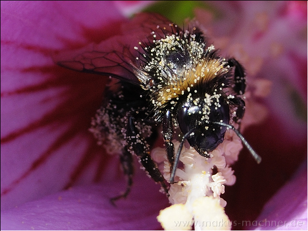 hummel49.jpg