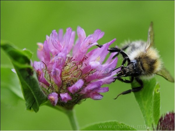 hummel5.jpg