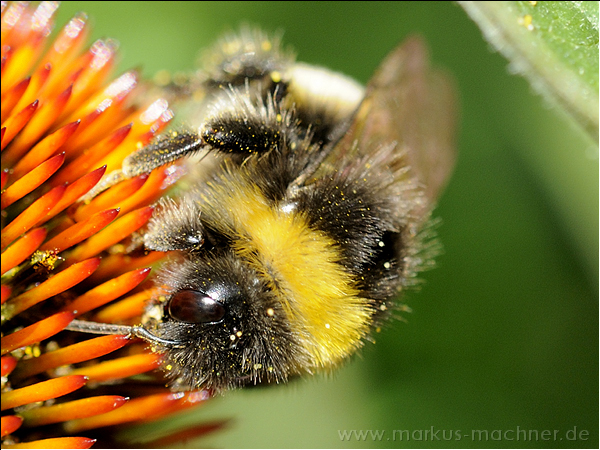 hummel50.jpg