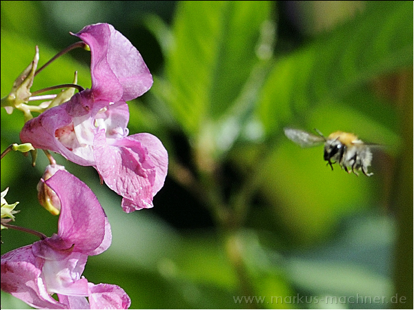 hummel52.jpg