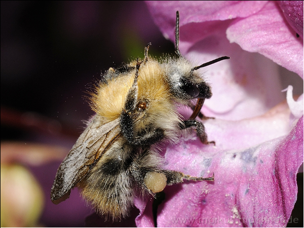 hummel53.jpg