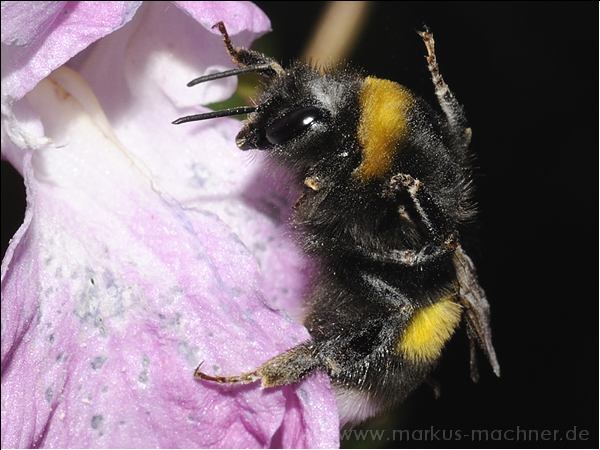 hummel54.jpg