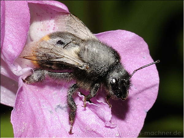 hummel55.jpg