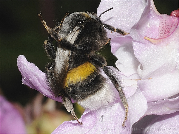 hummel56.jpg