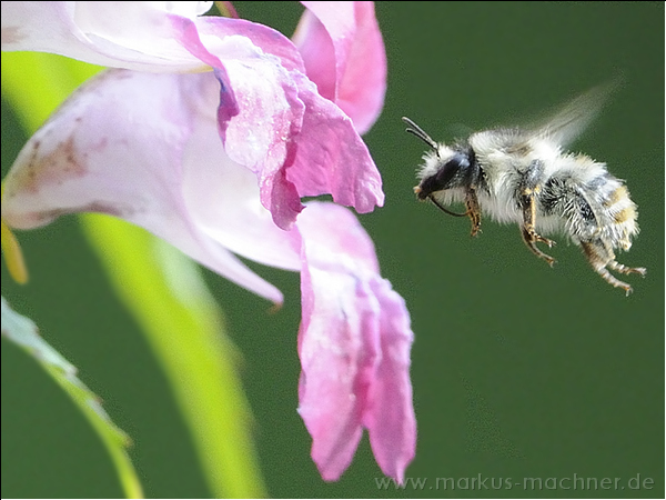 hummel57.jpg