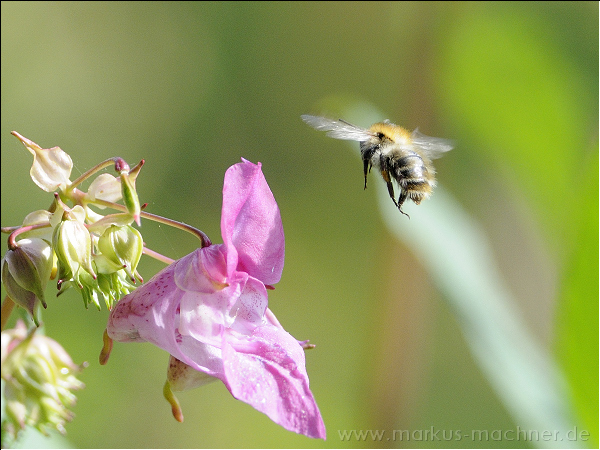 hummel58.jpg