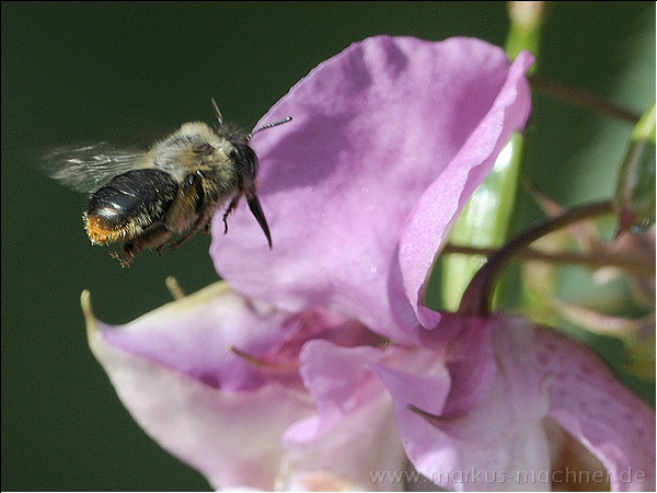 hummel59.jpg