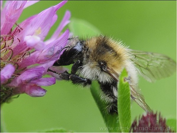 hummel6.jpg