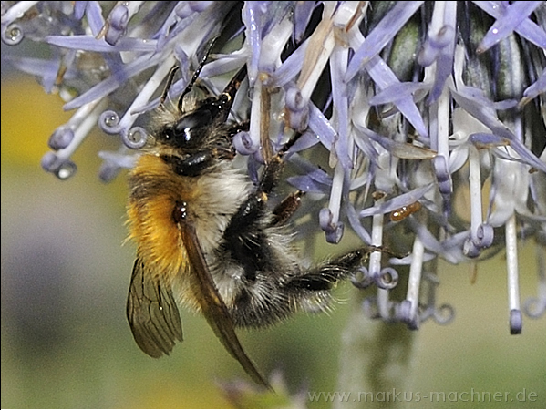 hummel60.jpg