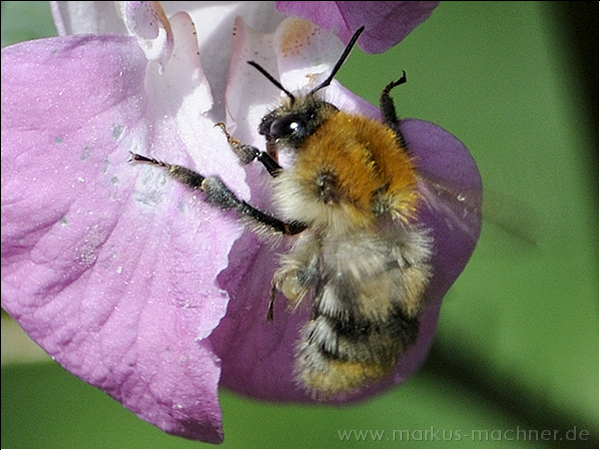 hummel62.jpg