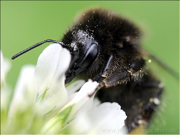 hummel63.jpg