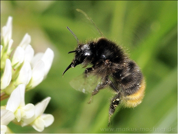 hummel64.jpg