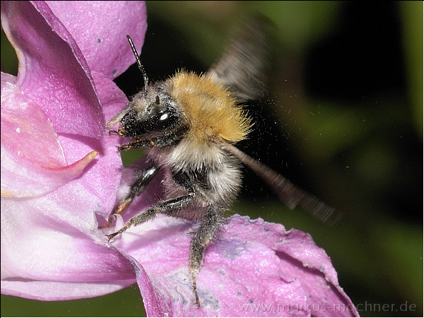 hummel65.jpg
