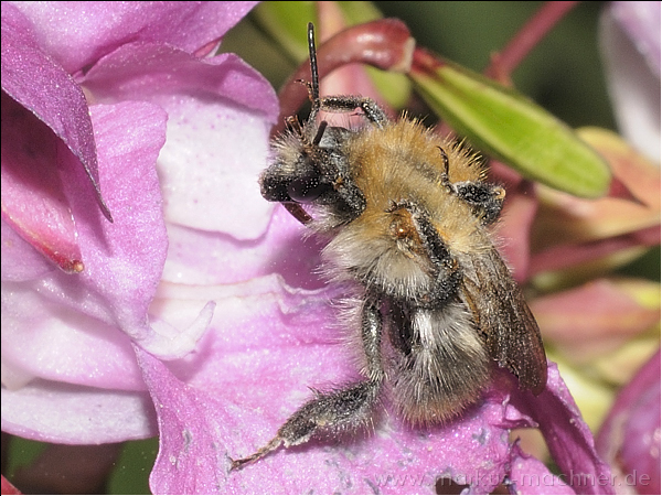 hummel66.jpg
