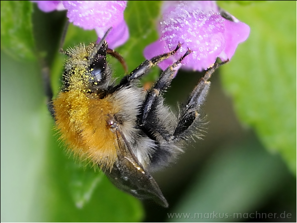 hummel67.jpg