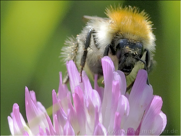 hummel68.jpg