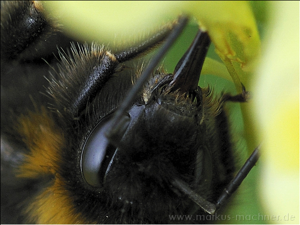 hummel69.jpg