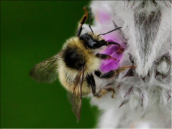hummel7.jpg